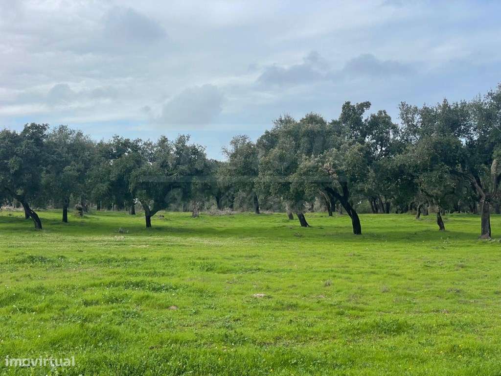 Propriedade Rústica com 11 Hectares junto a Canhestros-16