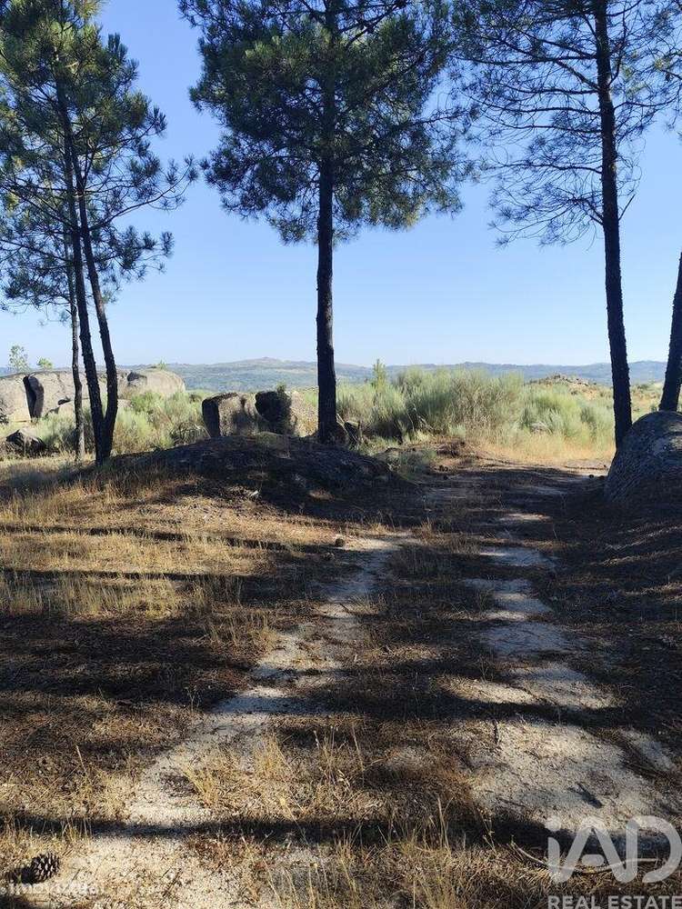 Terreno em Sernancelhe e Sarzeda de 51606,00 m2 - Grande imagem: 5/13
