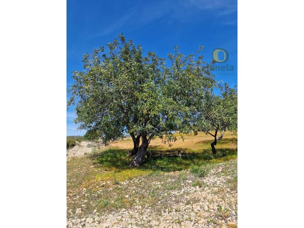 Terreno Rústico com vista mar - Grande imagem: 5/15