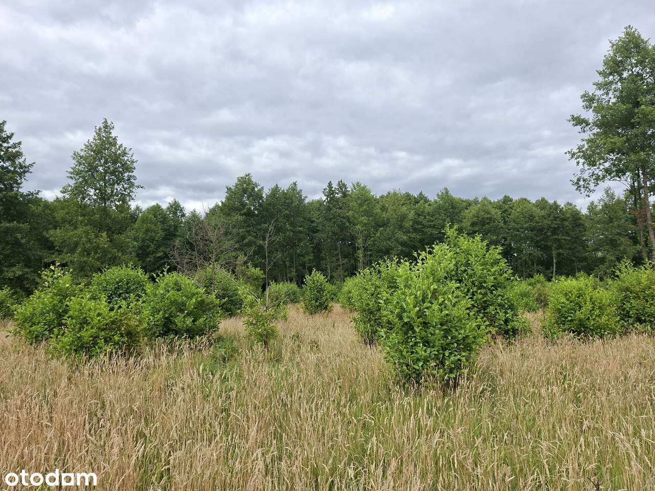 Duża działka budowlana przy lesie, blisko klubów żeglarskich. - Pełny obrazek: 4/9