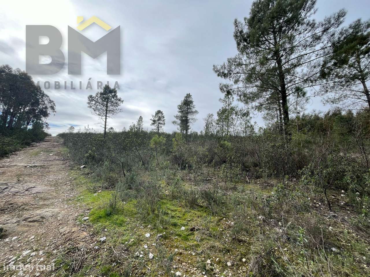 Terreno Rústico  Venda em Salgueiro do Campo,Castelo Branco - Grande imagem: 4/5