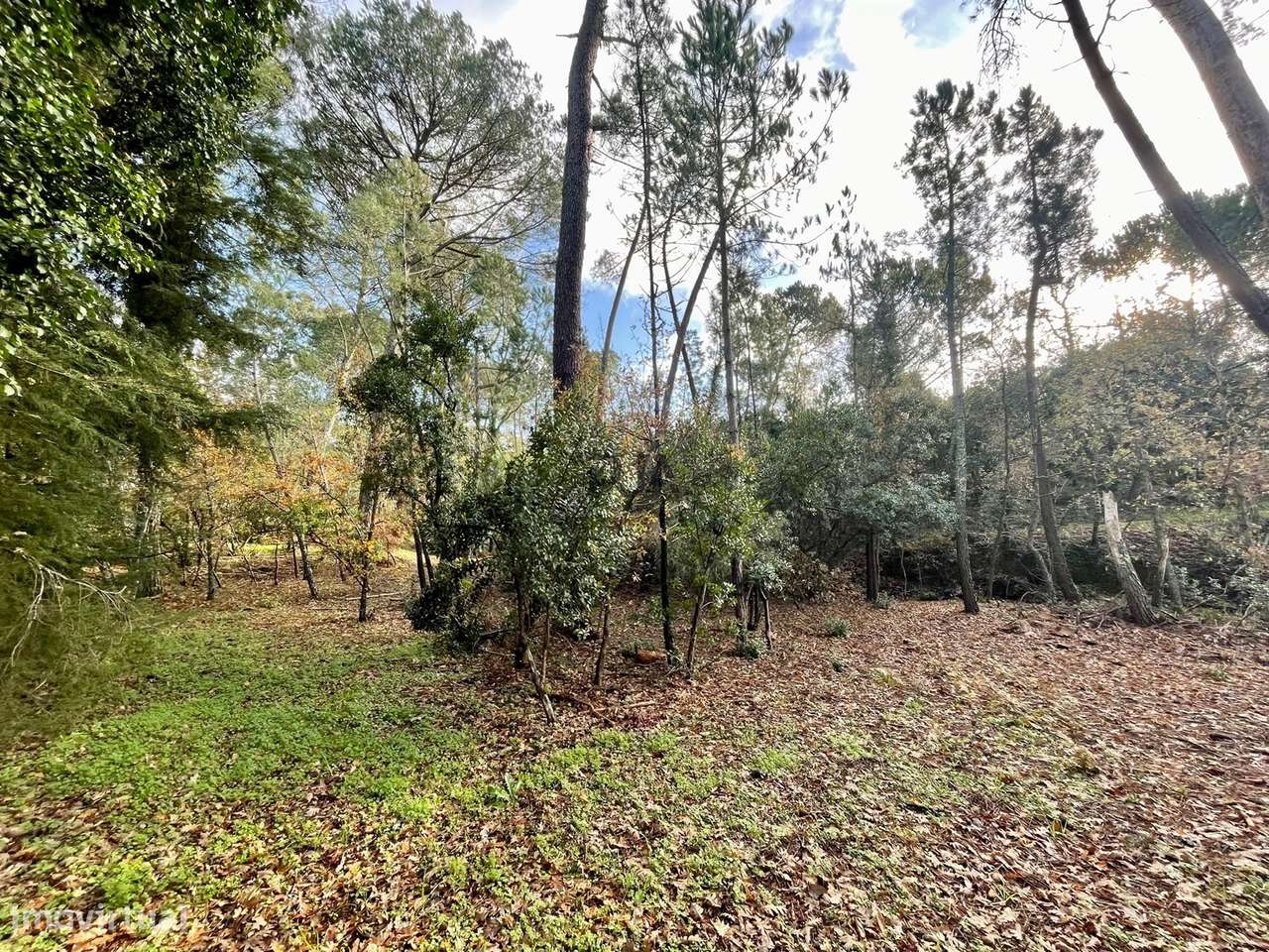 Terreno Rústico em Canedo do chão, Mangualde - Grande imagem: 5/15