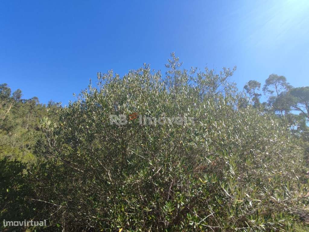 Terreno rústico com 5720m² - Fetal, Tomar - Grande imagem: 5/11