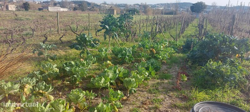 Terreno de cultivo - Grande imagem: 1/2