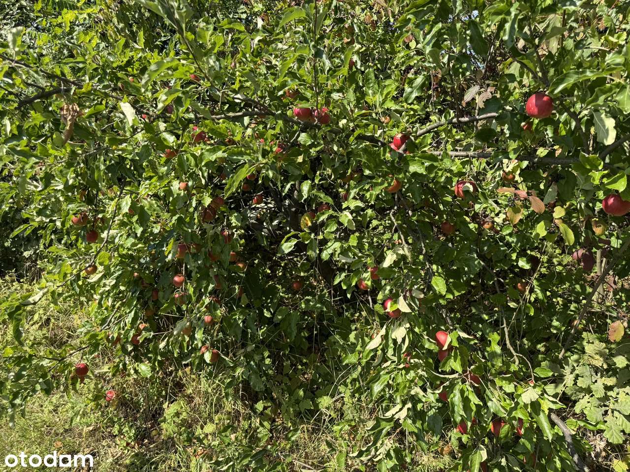 Bojańczyce - widokowa działka budowlana-9