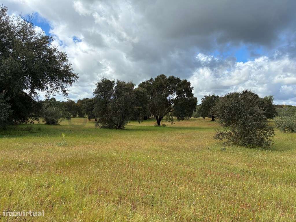 Quinta em Vila Nova de São Bento, com uma ruina para ser recuperada...-39