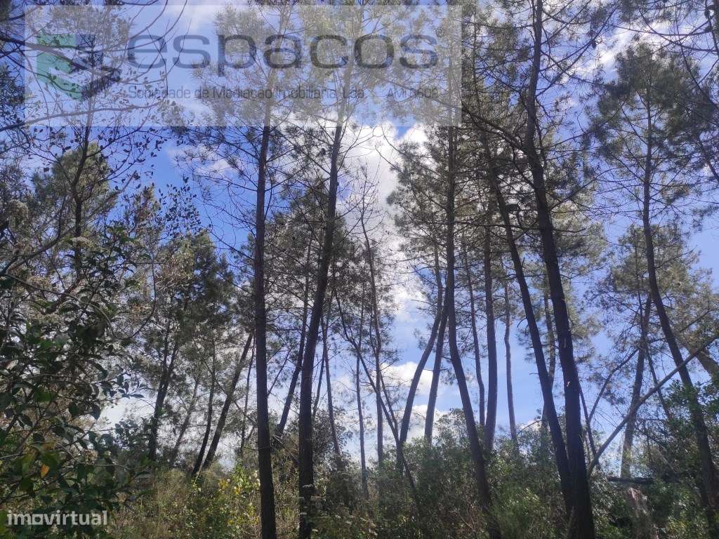 Terreno Rustico - Grande imagem: 5/15