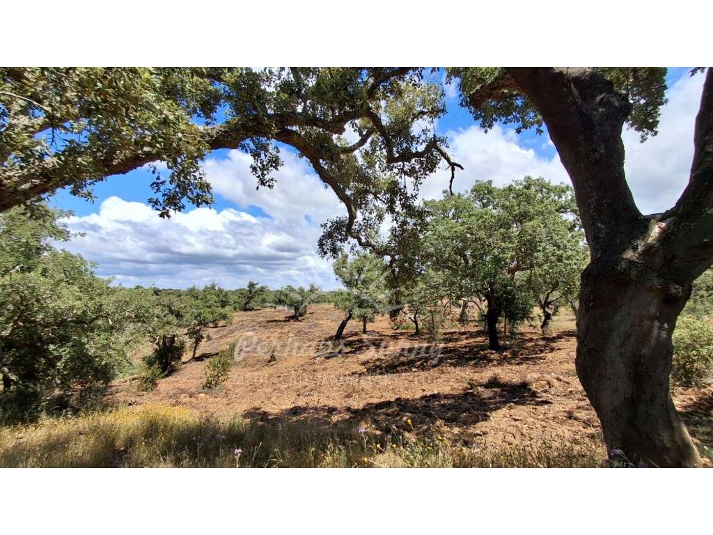 Terreno Serra de Grândola-8