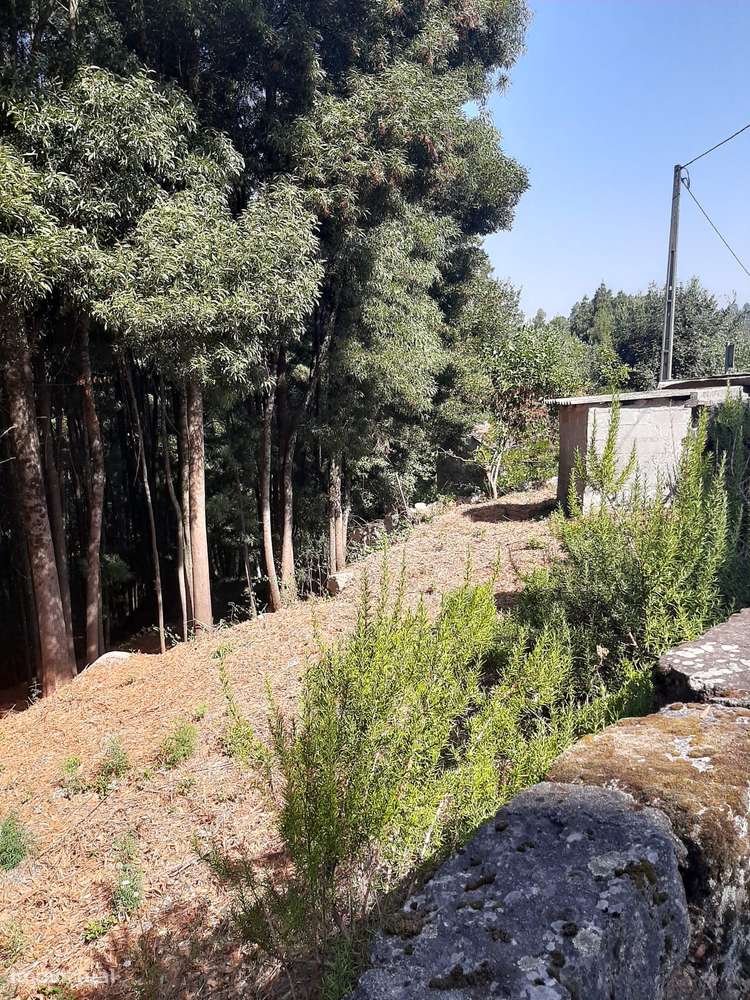Vende Quinta Termas São Vicente Penafiel-28