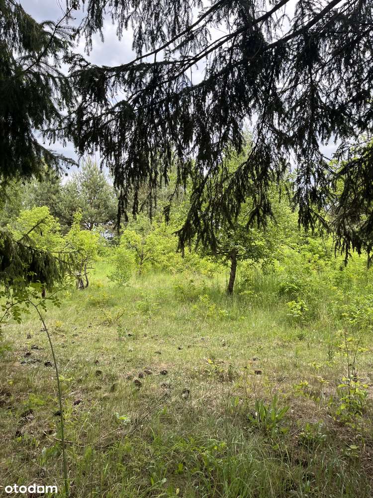 W trakcie podziału - Pełny obrazek: 4/6