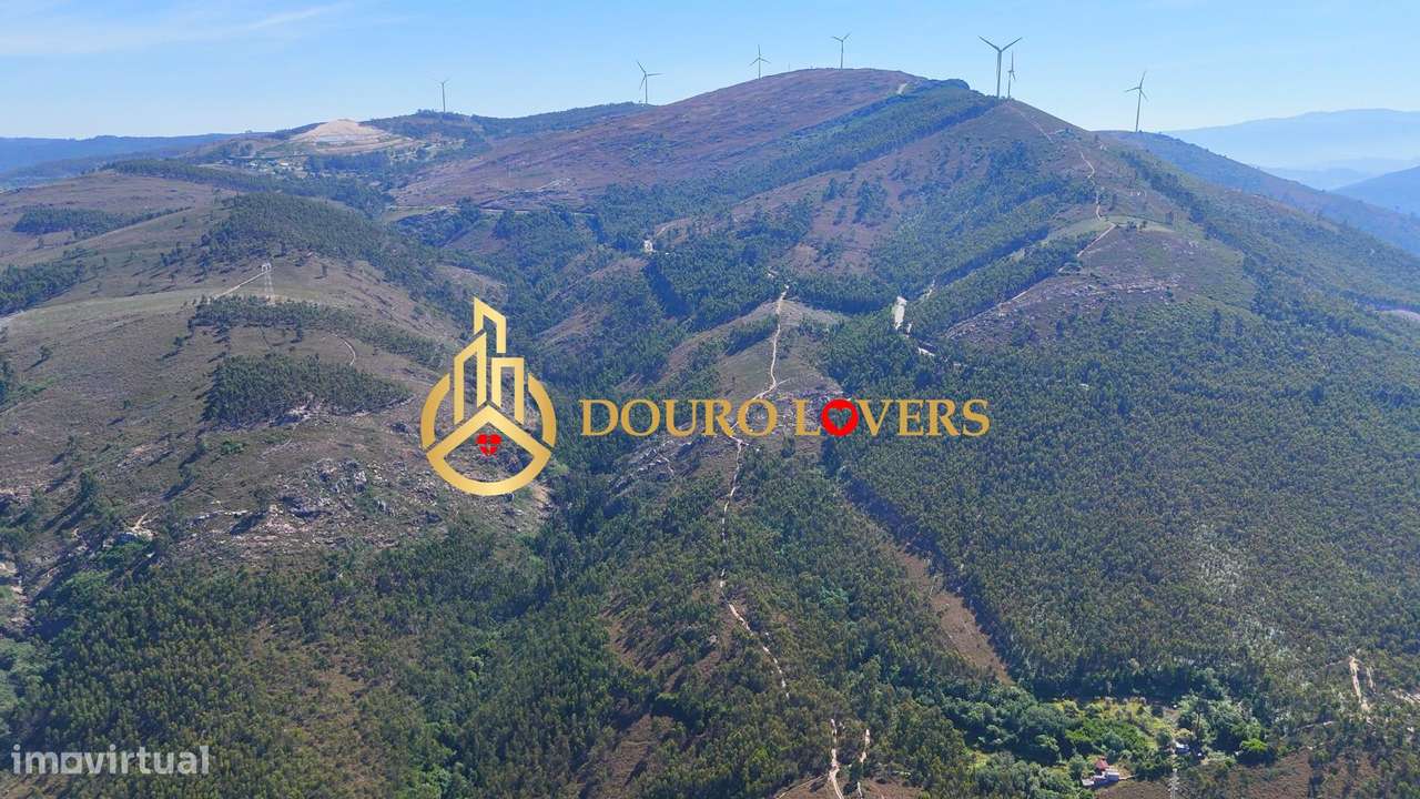 Terreno Florestal, Penafiel - Grande imagem: 5/13