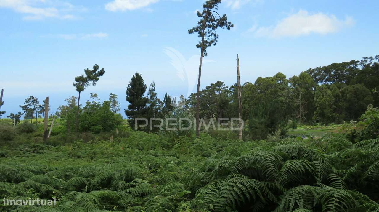 TERRENO NOS CANHAS-PONTA DO SOL  (6.272M2) - Grande imagem: 5/5