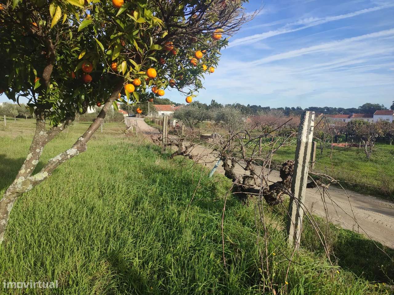 Terreno Rústico, Tinalhas, Castelo Branco - Grande imagem: 5/19