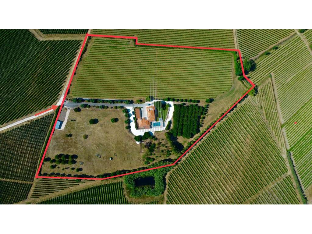 Oportunidade de Investimento: Quinta Vinícola de Luxo com Projeto d... - Grande imagem: 2/60