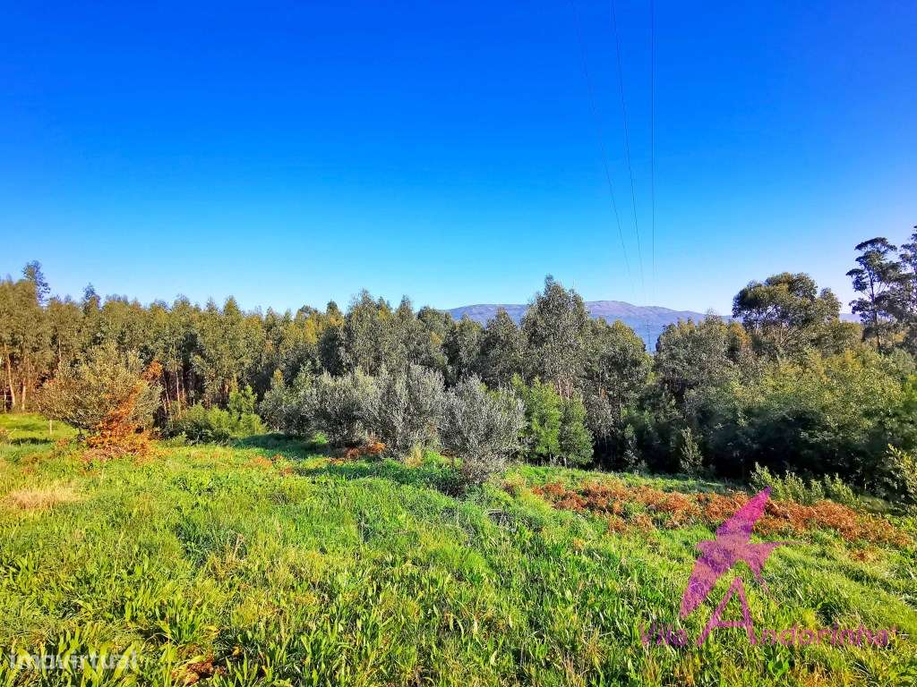 Terreno em Nogueira com 3 000m2 para 3 moradias individuais - Grande imagem: 3/9