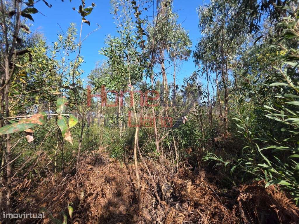 Terreno na zona industrial de Albergaria-a-Velha-2