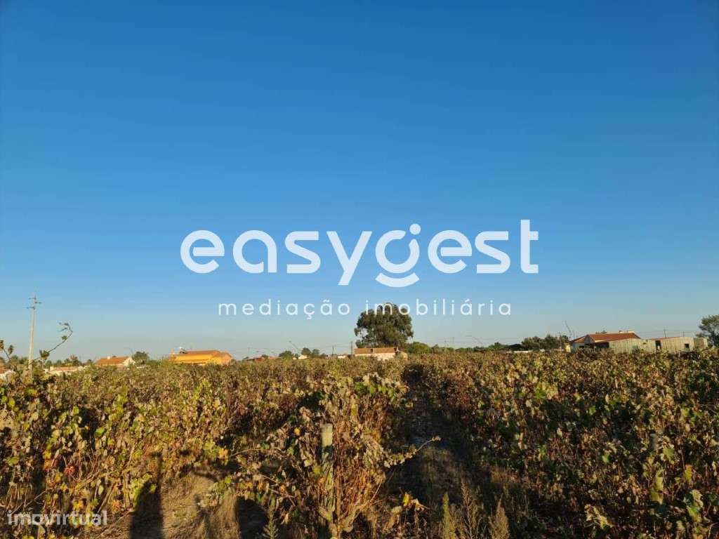 Terreno misto com 8700m2, com vinha, localizado no Pinhal Novo - Grande imagem: 5/10