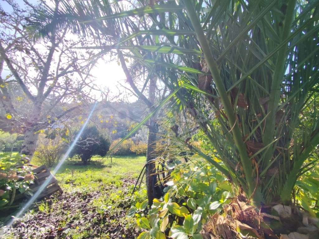 Quinta em Colares T4 com vista desafogada em 7640m2 - Grande imagem: 4/28