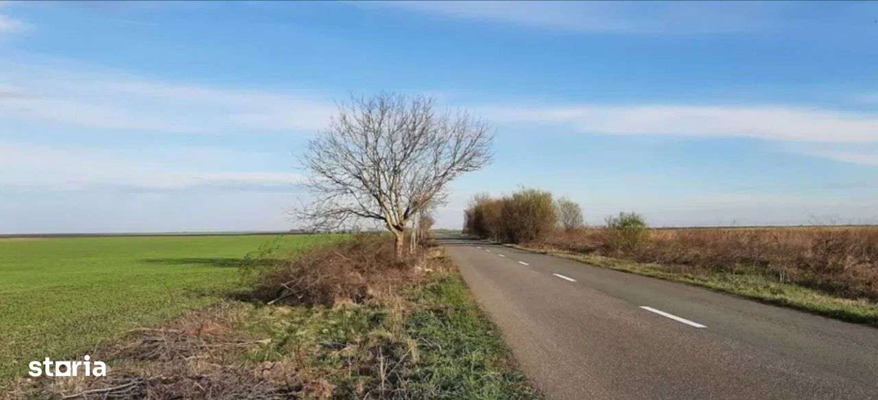 Teren agricol 1.5 Ha cu CF,terenul nu este arendat,Chiselet,Calarasi - Imagine principală: 4/4