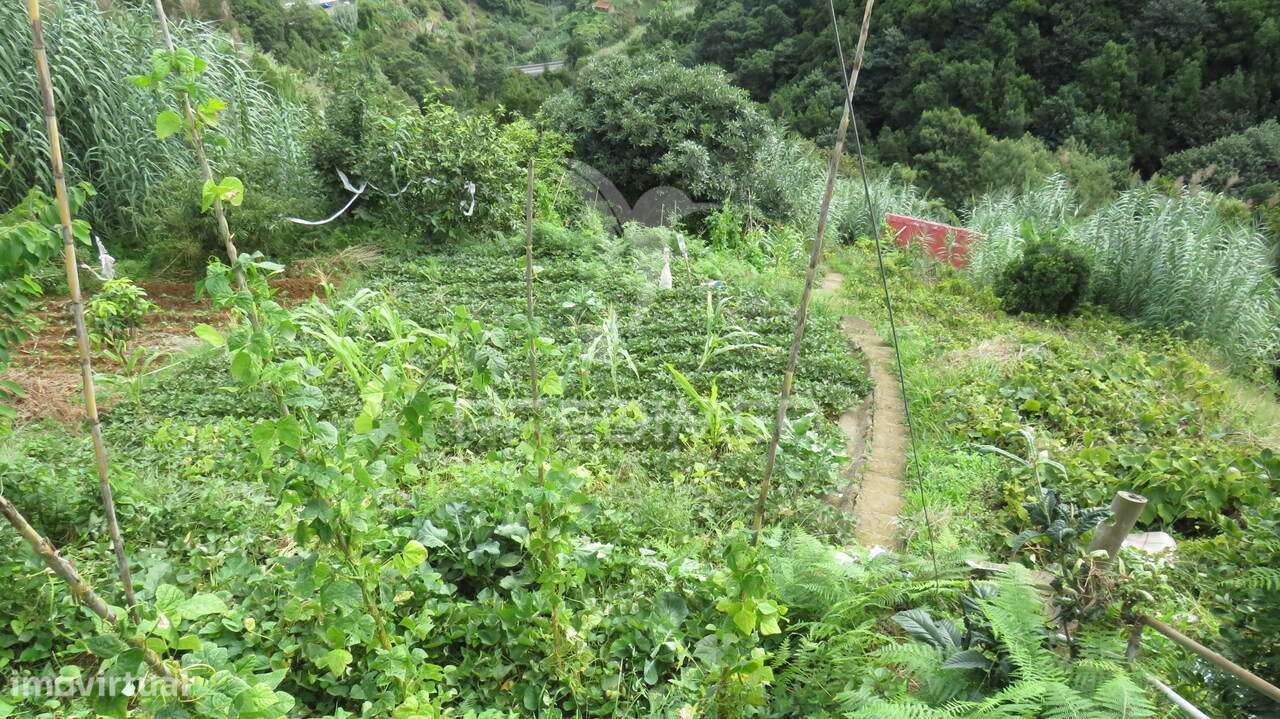 TERRENO E PALHEIRO NO PORTO DA CRUZ COM 3.740M2 - Grande imagem: 4/6