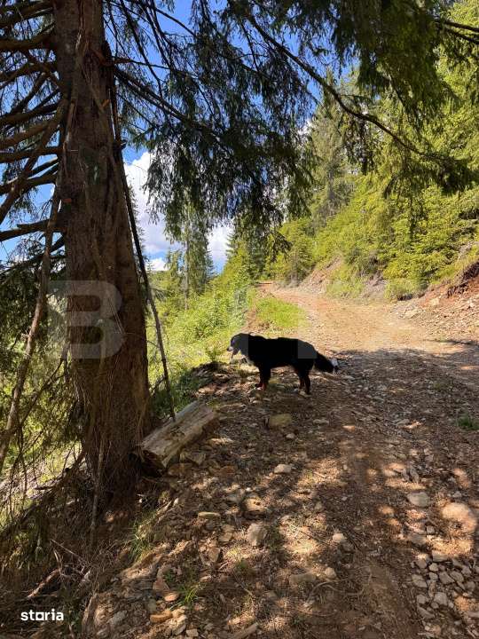 Teren intravilan,9700 mp,Belis - Imagine principală: 3/6