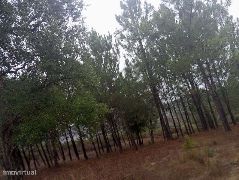 Pinhal novo e pequeno olival - Paranhos da Beira - Grande imagem: 4/8