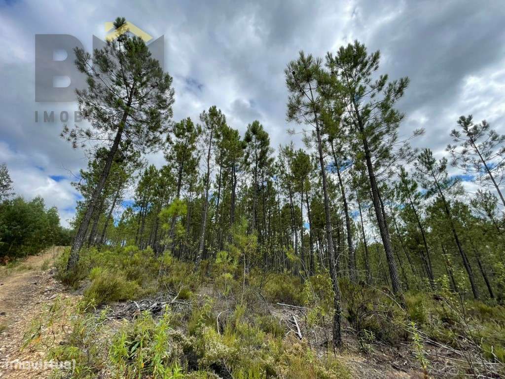 Pinhal à Venda em São Vicente da Beira! - Grande imagem: 5/10