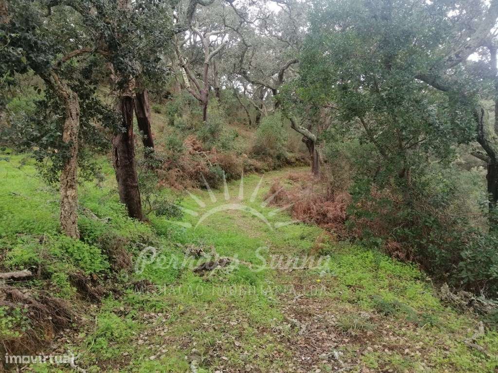 Quinta em Relíquias - Odemira-15