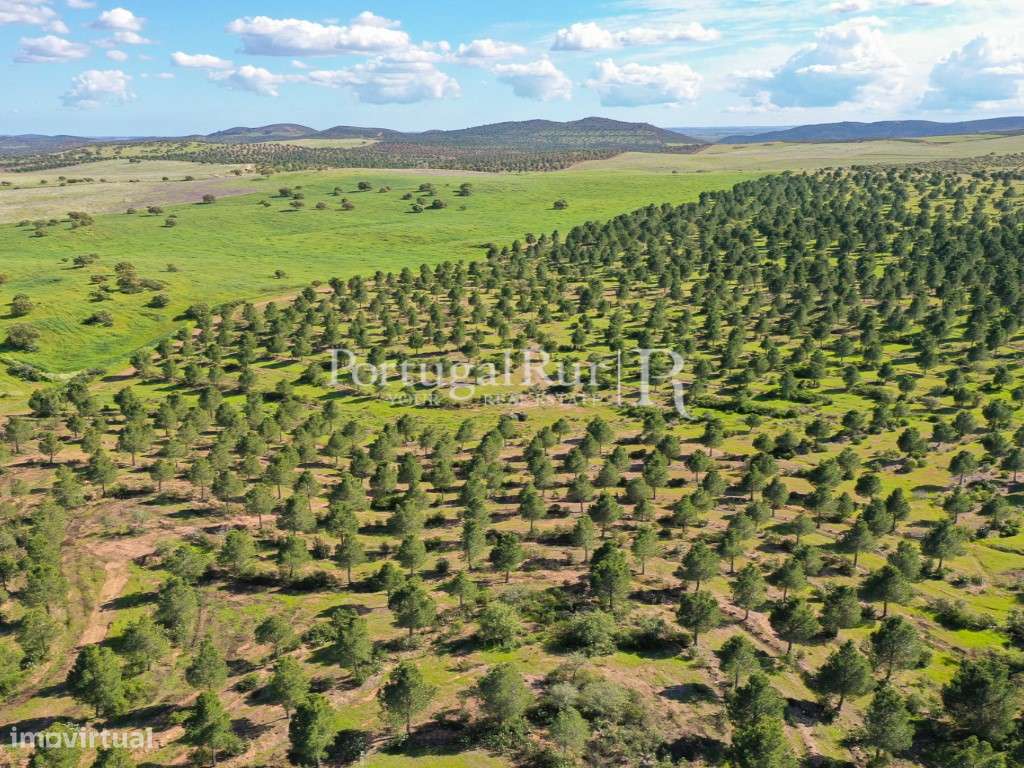 Herdades de Caça com 1300 Hectares, junto do rio Guadiana-31