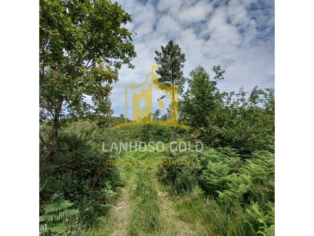 Bouça - Grande imagem: 3/8