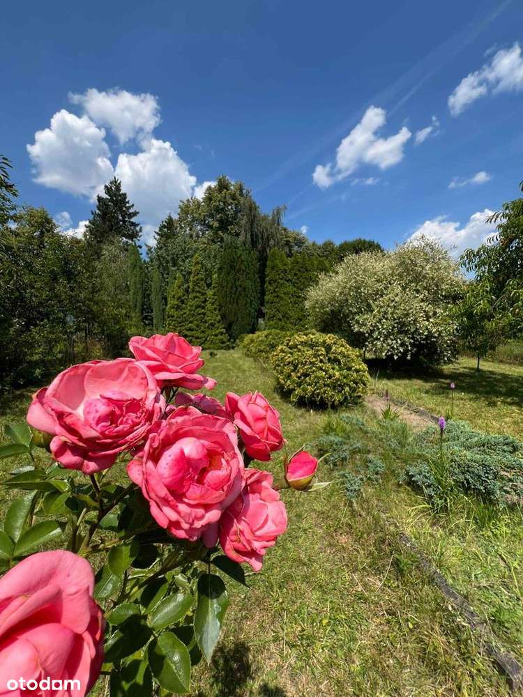 Piękna działka rekreacyjna Rod 282m2. Tysiąclecie,-12