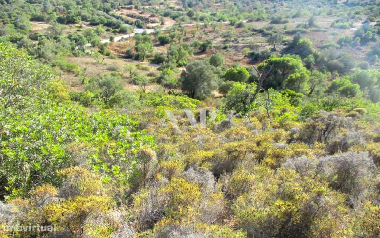 Terreno Rústico em Vale Judeu - Grande imagem: 4/6