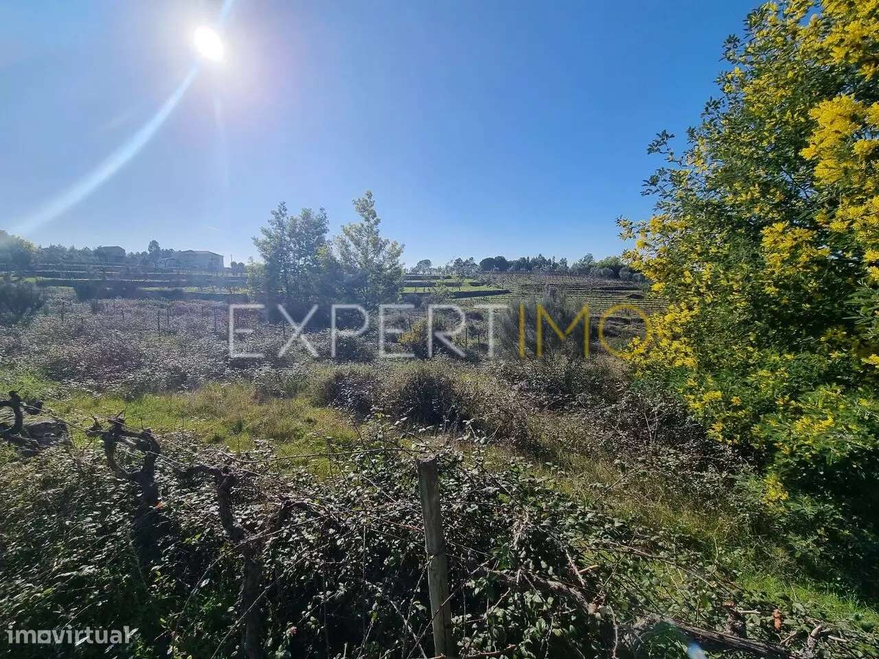 Terrenos vinícolas na região do Dão - Grande imagem: 4/7