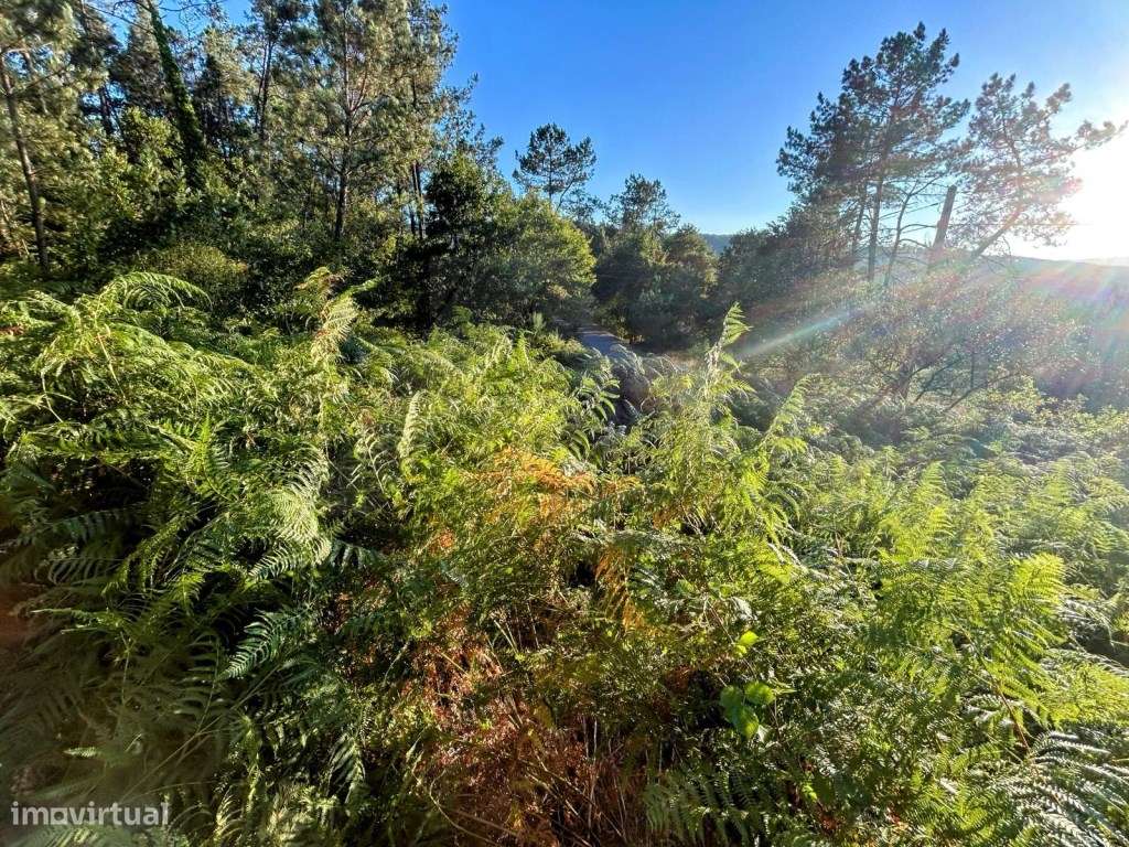 Terreno com área total de 110m2- Floresta de Produção com Potencial... - Grande imagem: 4/5