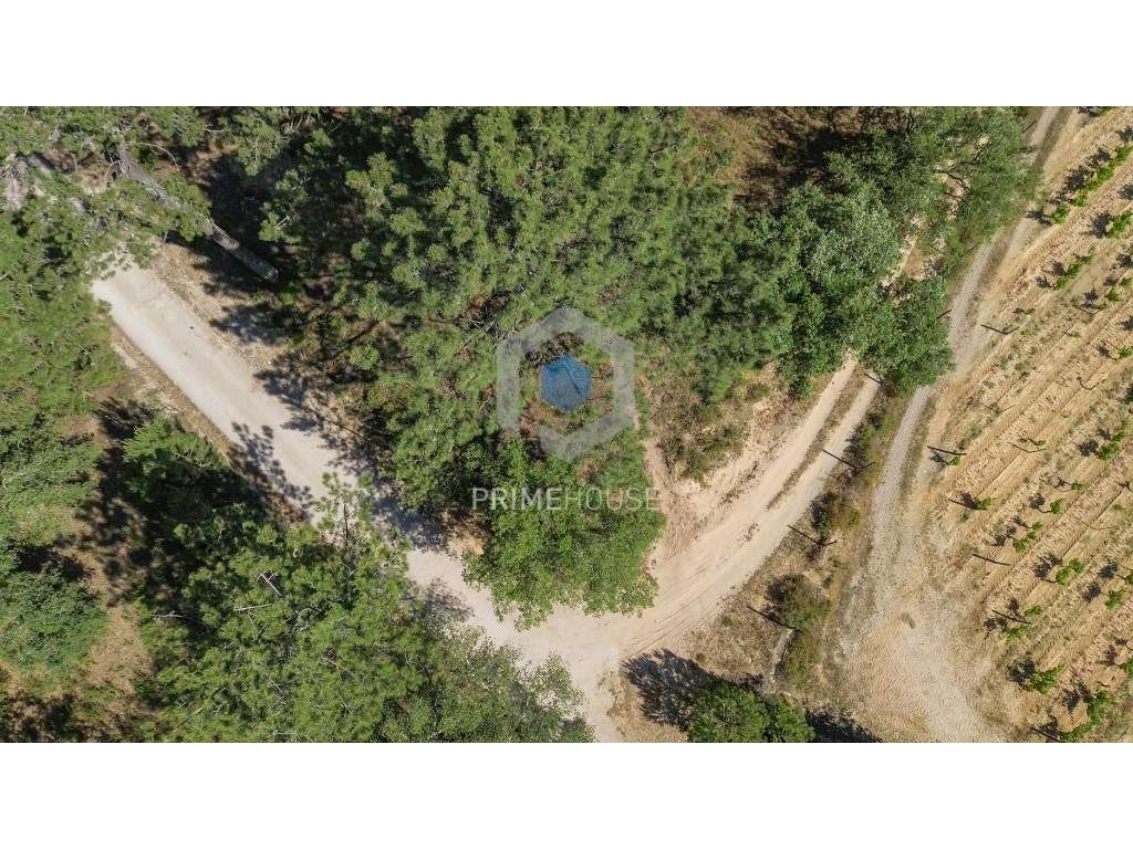 Terreno com 28 391 m2, situado nos Canais, Azeitão, entre o Parque ... - Grande imagem: 3/27