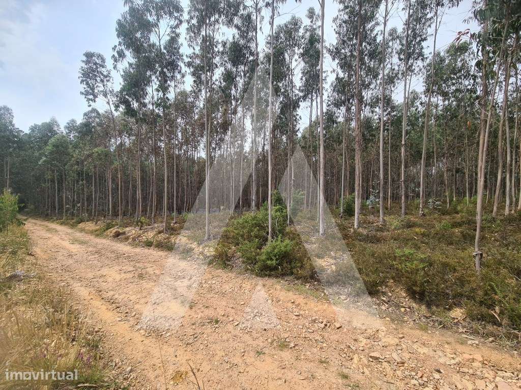 Terreno Industrial em Pinheiro da Bemposta - Grande imagem: 2/4