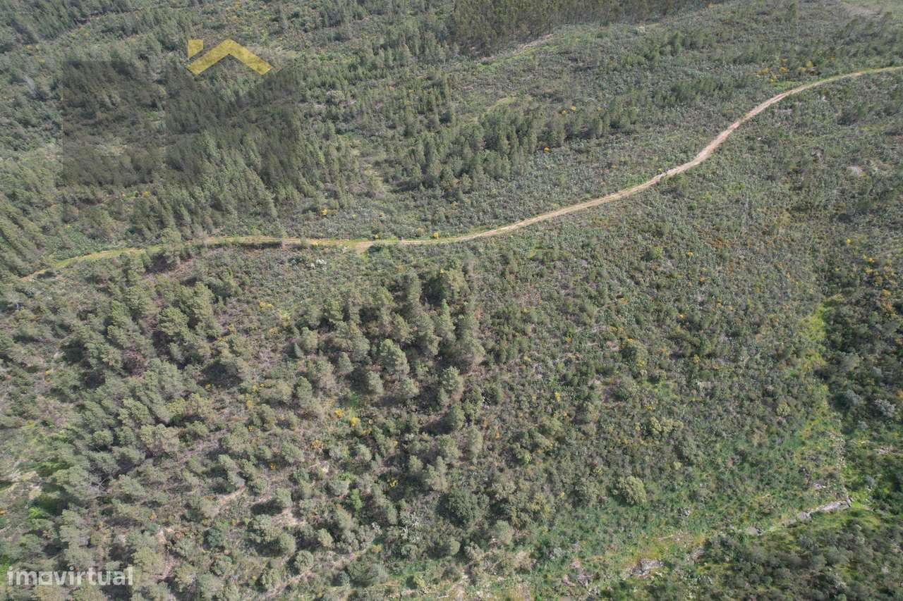 Terreno Rústico  Venda em Salgueiro do Campo,Castelo Branco - Grande imagem: 3/4