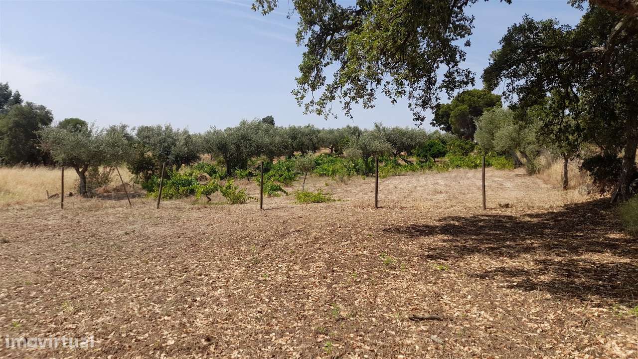 Terreno Rústico  Venda em Escalos de Cima e Lousa,Castelo Branco-3