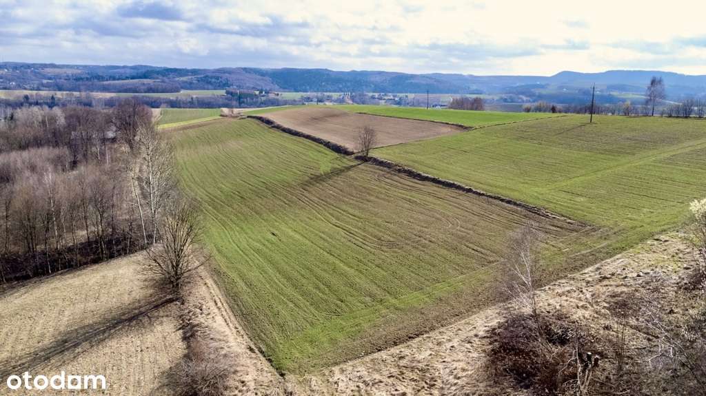 Działka po zabudowę 38ar [WZ 2 domy] - Brzeziny - Pełny obrazek: 5/9