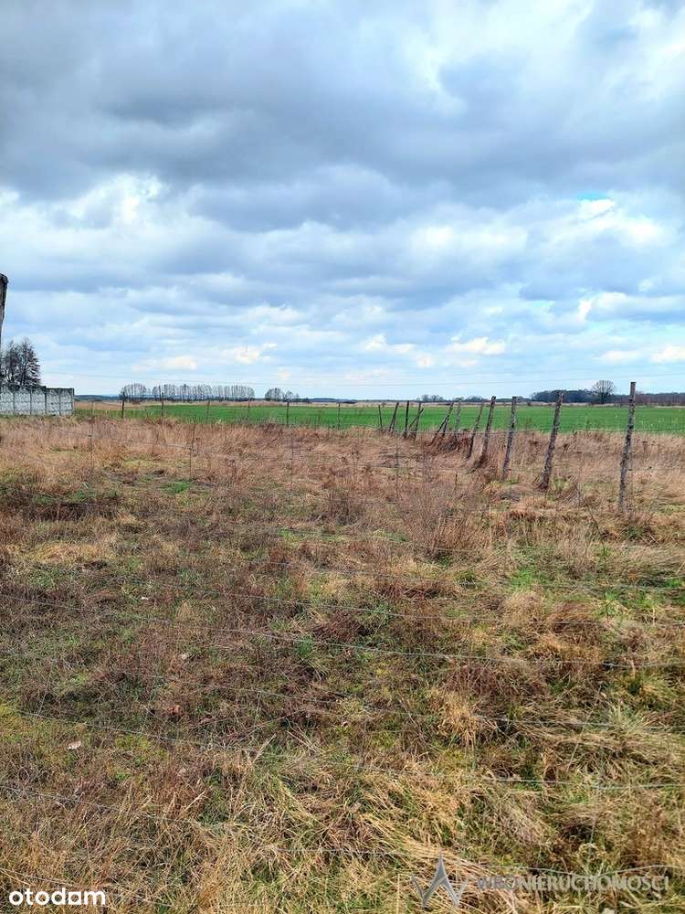 Działka bud.| Orzeszków k. Ścinawy| Nowa cena! - Pełny obrazek: 4/9