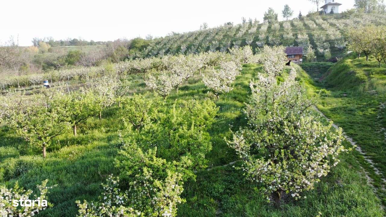 Hala - Spatiu Comercial - Livada , Sat Ciuturesti - Com. Secuieni-9