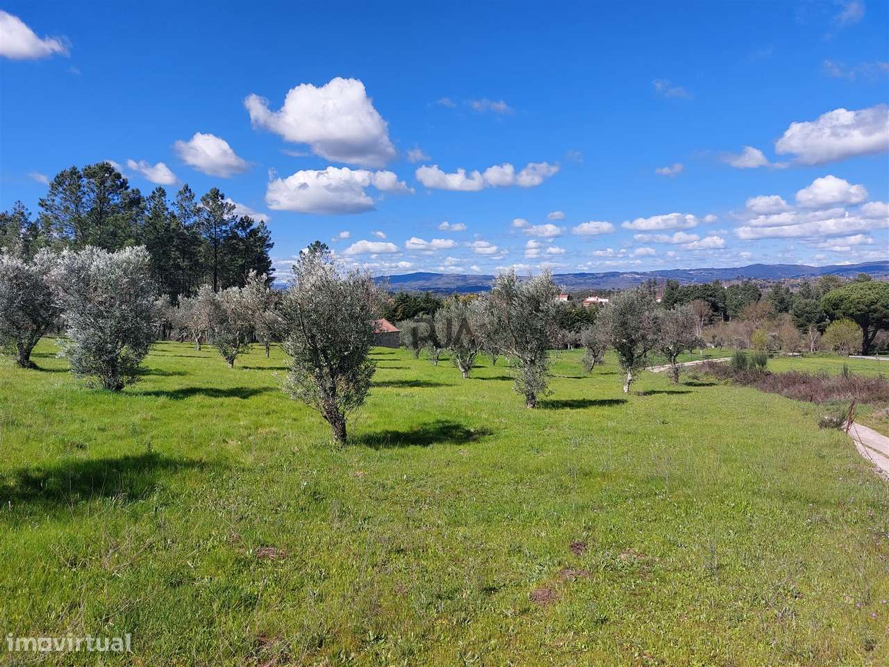 Quinta 1Ha em Vila Cortês da Serra - Grande imagem: 3/13