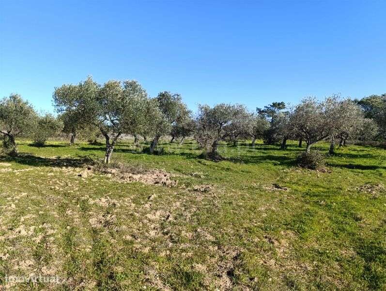 Terreno / Fundão, Catrão - Grande imagem: 5/13