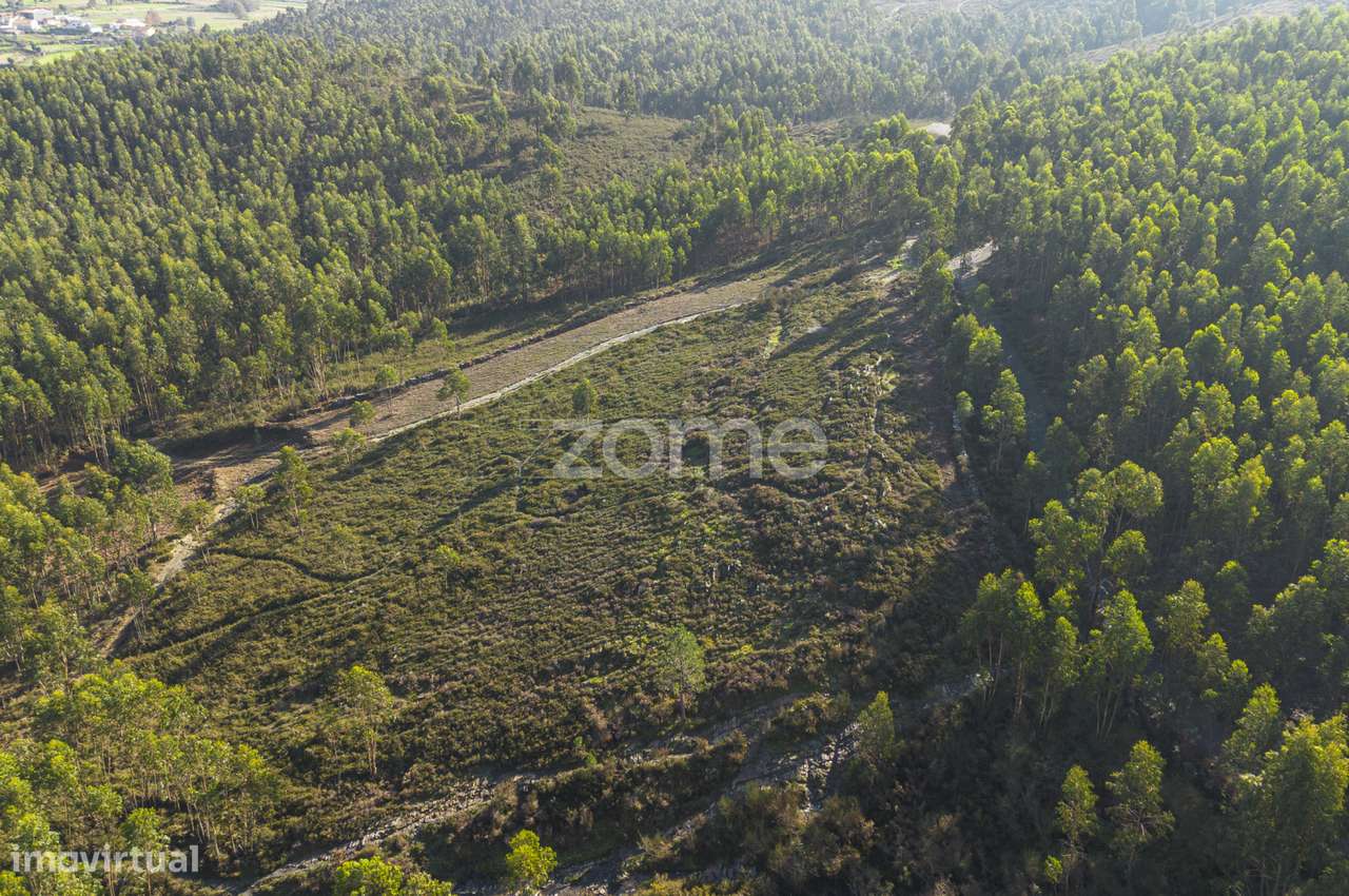 Felgueira - Terreno florestal c/ 15.130 m², em Sobreira - Grande imagem: 4/15