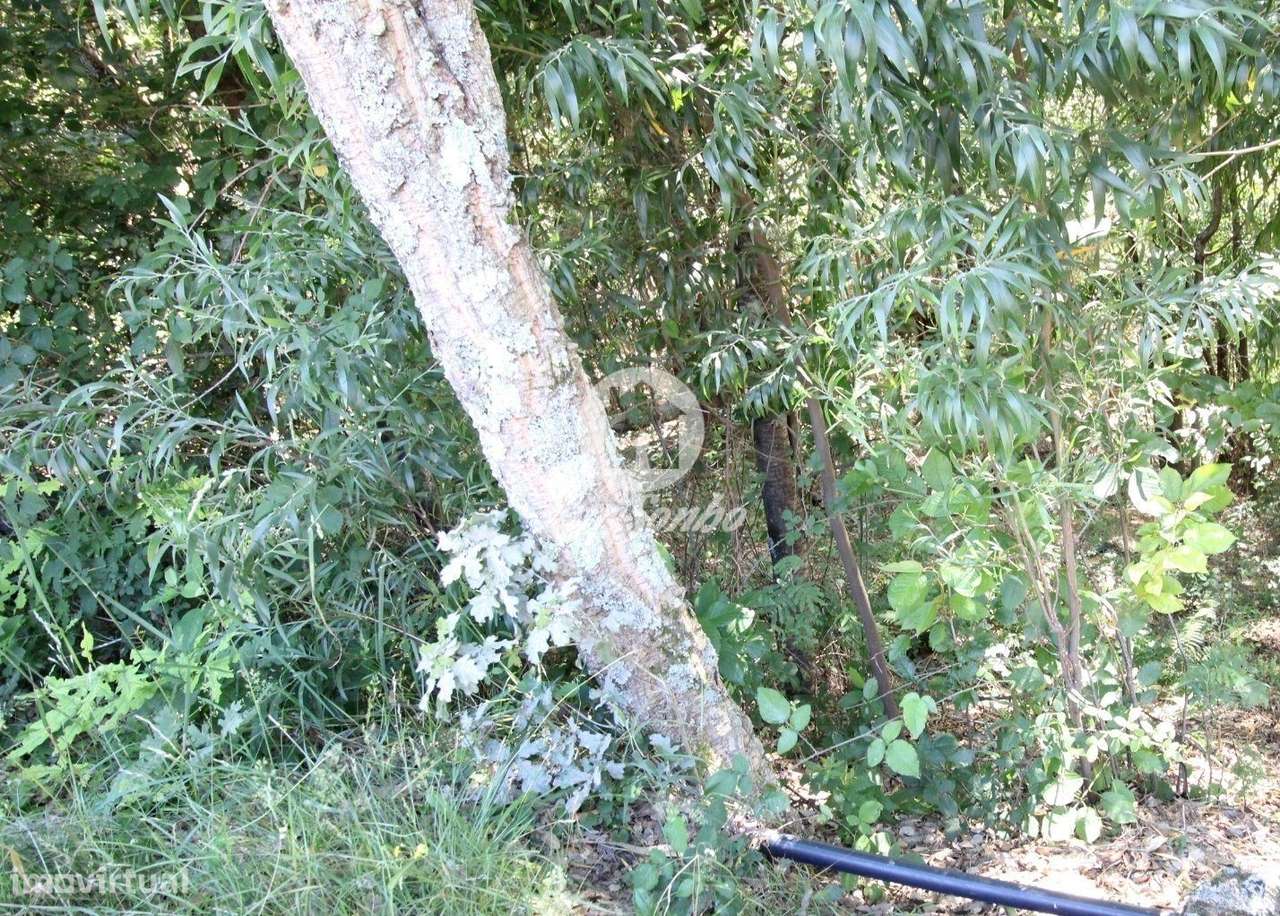 Terreno rustico com 2.650m2 em Terras do Bouro - Grande imagem: 4/6