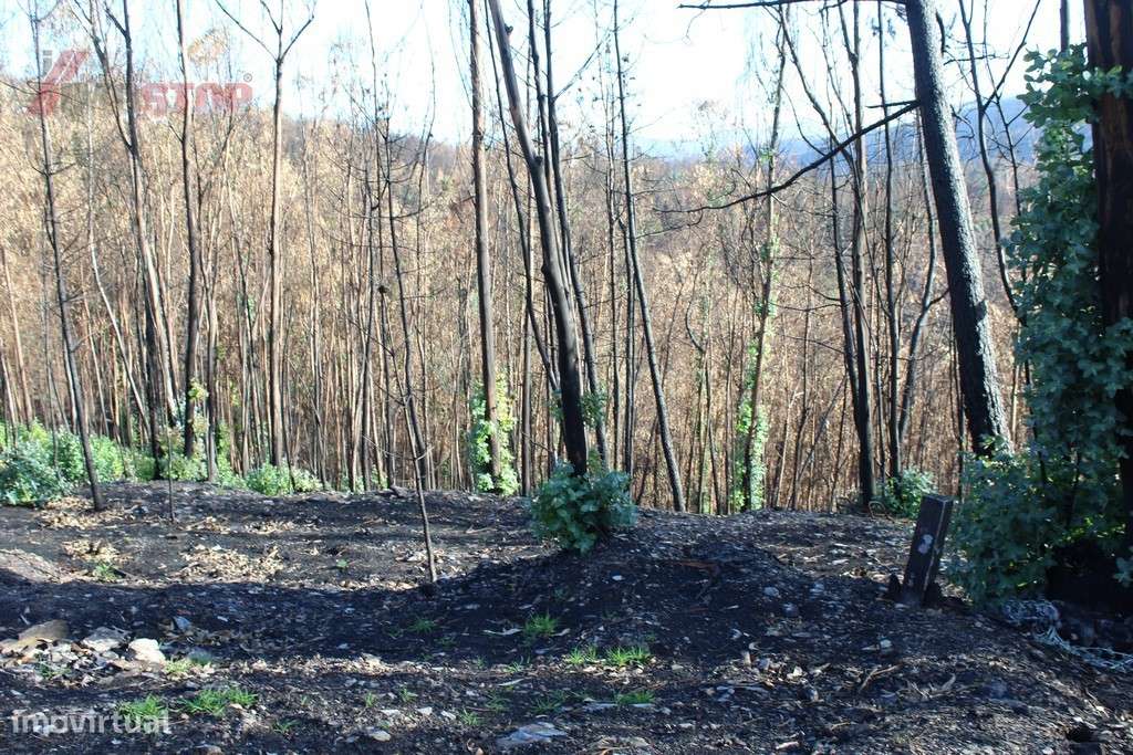 Terreno Rústico bem localizado  - Canelas - Arouca - Grande imagem: 4/8