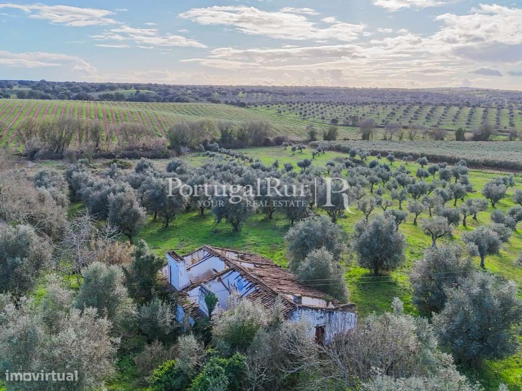 Propriedade com 1,5 ha e casa para recuperar no Alentejo - Grande imagem: 5/24