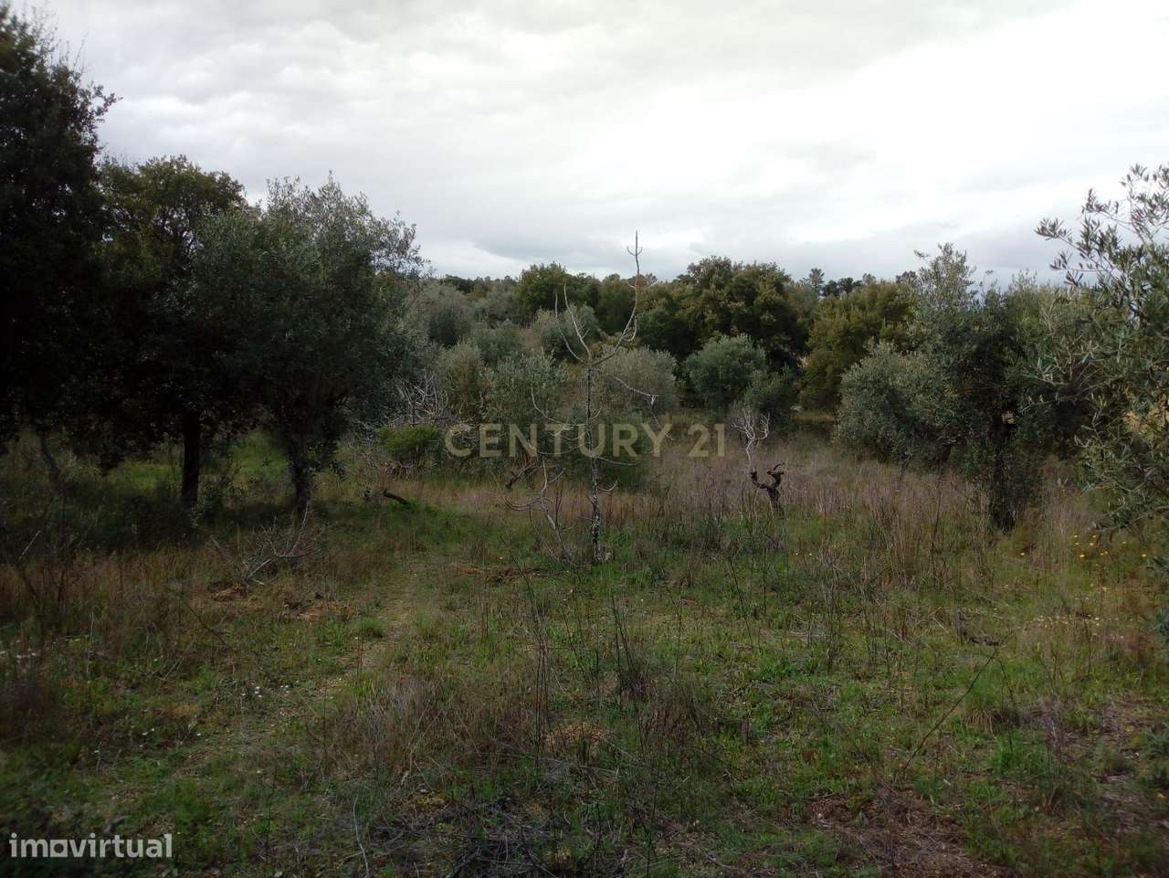 Terrenos rústicos, Salgueiro do Campo - Grande imagem: 4/6
