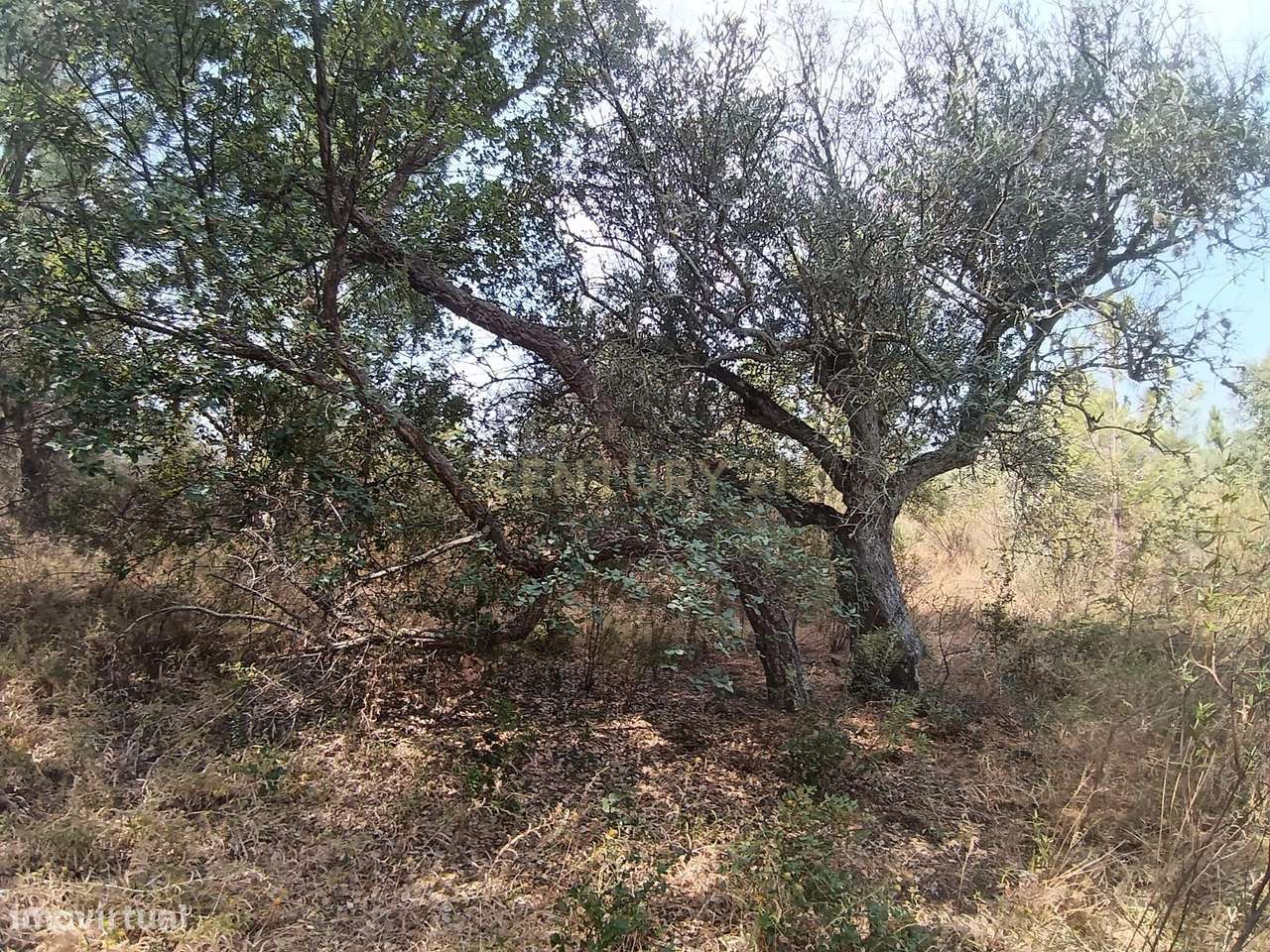 Terreno Rústico em Salgueiro do Campo ( Lomba) - Grande imagem: 5/11