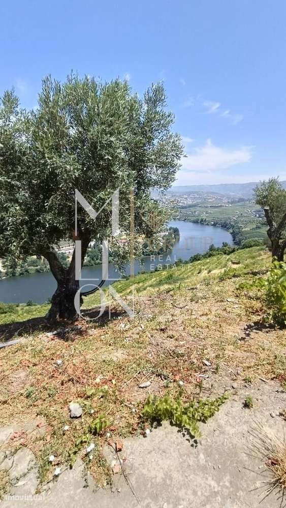 Quinta com 3 hectares e vistas desafogadas para o rio Douro-8